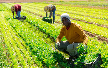 Afro american male farm worker picking harvest of organic arugula to crate on plantation