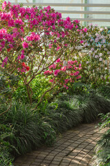 Bright pink azalea shrubs bloom densely along a curved garden path lined with ornamental grasses under soft greenhouse lighting.
