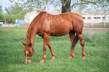 Obraz premium An adult brown horse grazes in a field, the horse eats grass