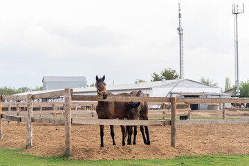 A thoroughbred brown horse stands in a pen