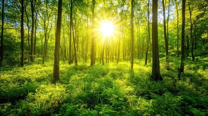 Obraz premium Sunlight Streaming Through Lush Green Forest Canopy Creating a Serene Scene