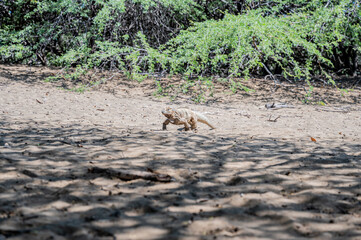 Fotografía de una iguana recostada sobre la arena, capturada en un entorno natural y cálido. El reptil muestra detalles en sus escamas y colores que se camuflan con el entorno arenoso