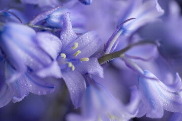Close up of Delicate Spanish Bluebell Flowers