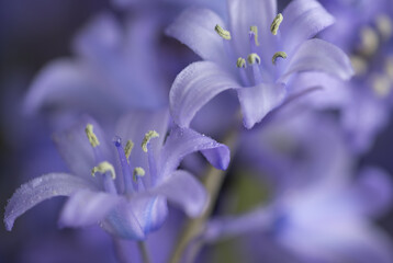 Close up of Delicate Spanish Bluebell Flowers