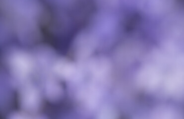 Background of Beautiful Purple Color