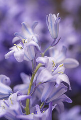Obraz premium Close up of Delicate Spanish Bluebell Flowers