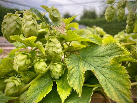 Hops