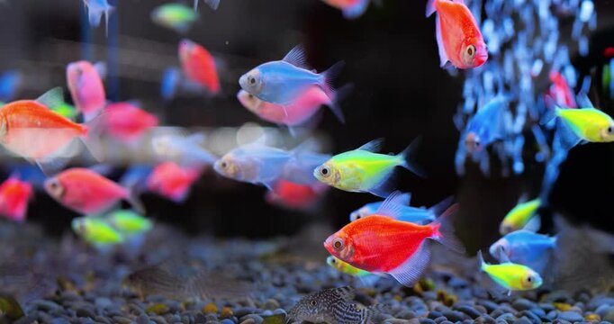 Colorful glofish tetra fish, genetically modified to fluoresce, swim gracefully in a dark aquarium environment, creating a vibrant and captivating underwater spectacle. Concept of aquarium fish