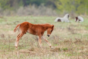 Newborn reddish brown foal side view in field southern Alberta Canada in Foothills County