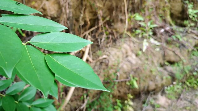 leaves on the edge of the lake. Leaves of the gamal tree (Gliricidia sepium) with a blurred background