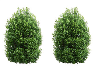 2 realistic bushes isolated on a transparent background PNG file