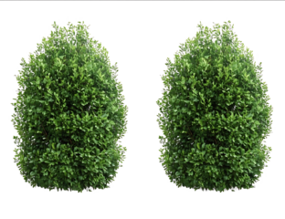 2 realistic bushes isolated on a transparent background PNG file