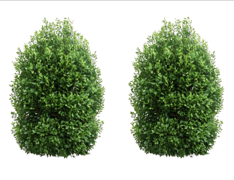 2 realistic bushes isolated on a transparent background PNG file