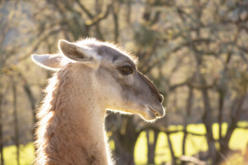 Close-Up Portrait of a Llama in Sunlit Forest Setting During Golden Hour