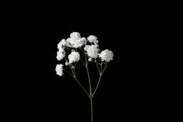 Beautiful delicate gypsophila flower on black background