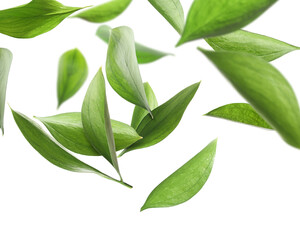 Many fresh green leaves flying on white background