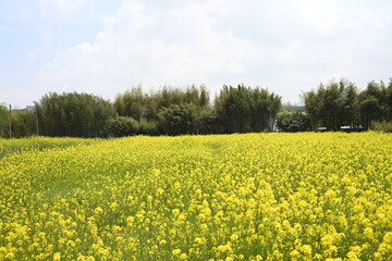 유채꽃밭