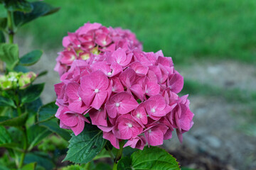 A pink flower with a green stem