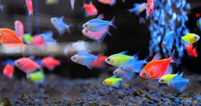 Colorful glofish tetra fish, genetically modified to fluoresce, swim gracefully in a dark aquarium environment, creating a vibrant and captivating underwater spectacle. Concept of aquarium fish