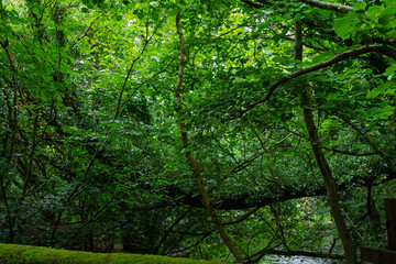 A lush green forest with a tree branch hanging over a stream