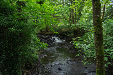Fototapeta premium A stream of water flows through a forest
