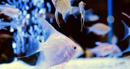 Beautiful platinum angelfish gracefully swims in a community aquarium, its iridescent scales...