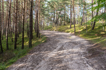 A dirt road in a forest with trees on both sides