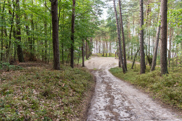 Obraz premium A dirt road in a forest with trees on both sides