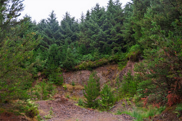 A forest with a dirt road leading through it