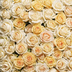 Elegant white and yellow roses background