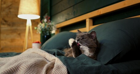 Grey and white fluffy cat meticulously washes its face and paws while comfortably resting on a...