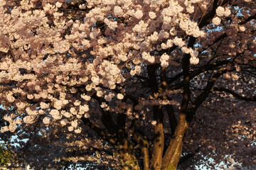 Tree Detail And Backdrop Of Japanese Flowering Cherry