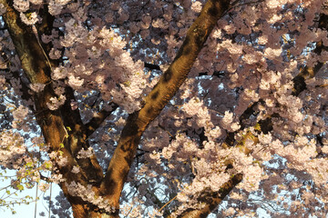 Tree Detail And Backdrop Of Japanese Flowering Cherry