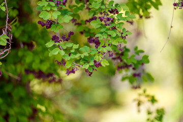 Close-up of purple Five-leaf Akebia (Akebia quinata) flowers blooming in spring