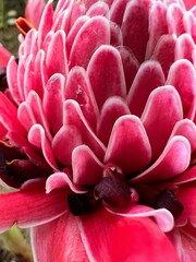 Ginger torch flower in full bloom