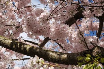 Flowering Pink Cherry Blossom Branches And Flowers In Beautiful Detail