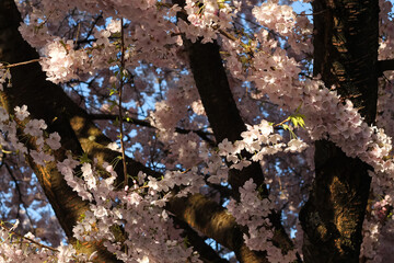 Flowering Pink Cherry Blossom Branches And Flowers In Beautiful Detail