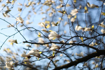 Kobus Magnolia Flowers And Stark Branches