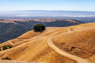 Rolling golden hills with dirt paths and lone tree at Sunol Ridge Open Space