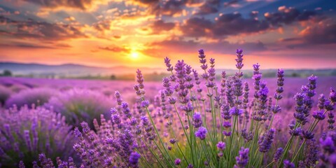 Naklejka premium Serene Sunset Over a Lavender Field, Illuminating Purple Blossoms at Golden Hour