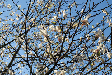 Kobus Magnolia Flowers And Stark Branches