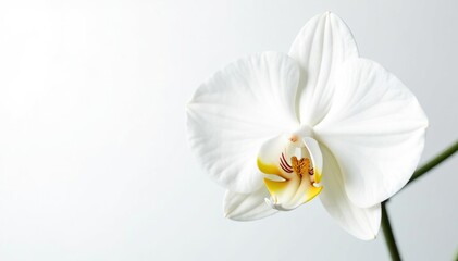 Delicate white orchid blossom, pristine petals against pure white background, orchid, botanical photography