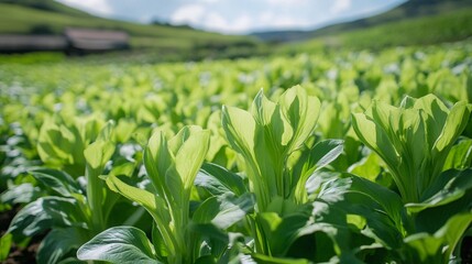 Obraz premium green rice field