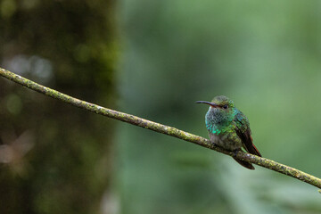 Rufous tailed humming bird