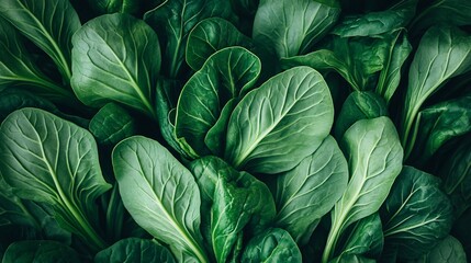 green leaves background