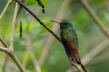 Rufous tailed hummingbird on branch