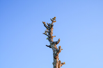 Dry tree with blue sky background