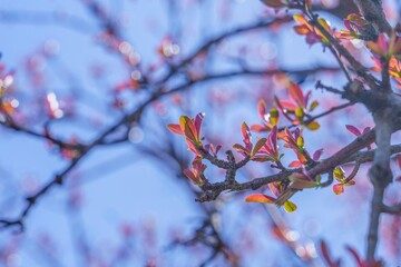 光を浴びて輝くザクロの新芽