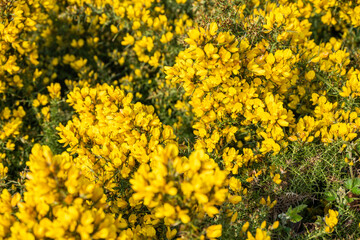 Close-up of Yellow Gorse Bloom on the Oregon Coast