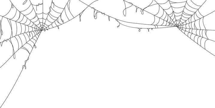 spider web on transparent background, Spider web for halloween element design